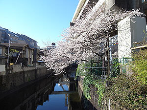 新広尾公園親水テラスの桜