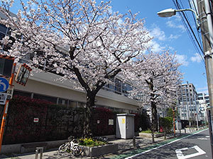 台場小学校の桜