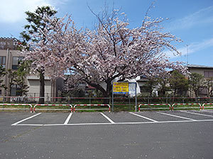 稲田公園駐車場の桜