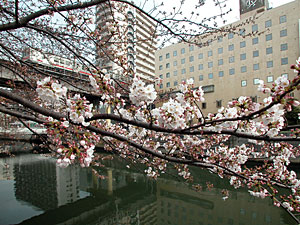 目黒川の桜