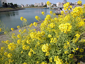 勝島運河の菜の花