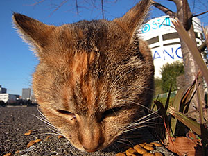 勝島運河の猫