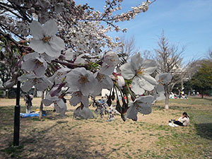 亀塚公園の桜