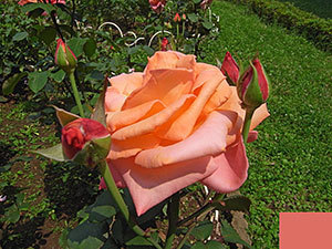 薔薇色
