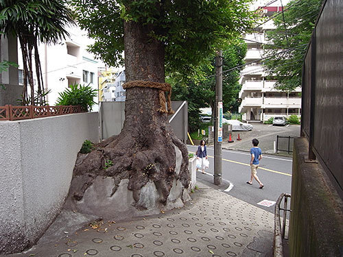ケヤキの大木のある坂道(恵比寿南)